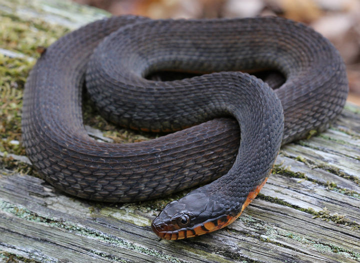 Plainbelly Water Snake